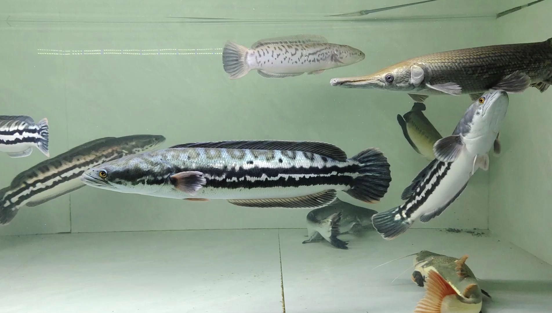 猛魚最建議買的三個魚