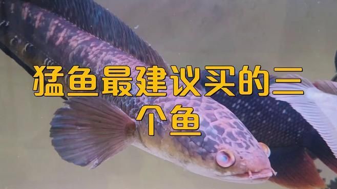 猛魚最建議買的三個魚