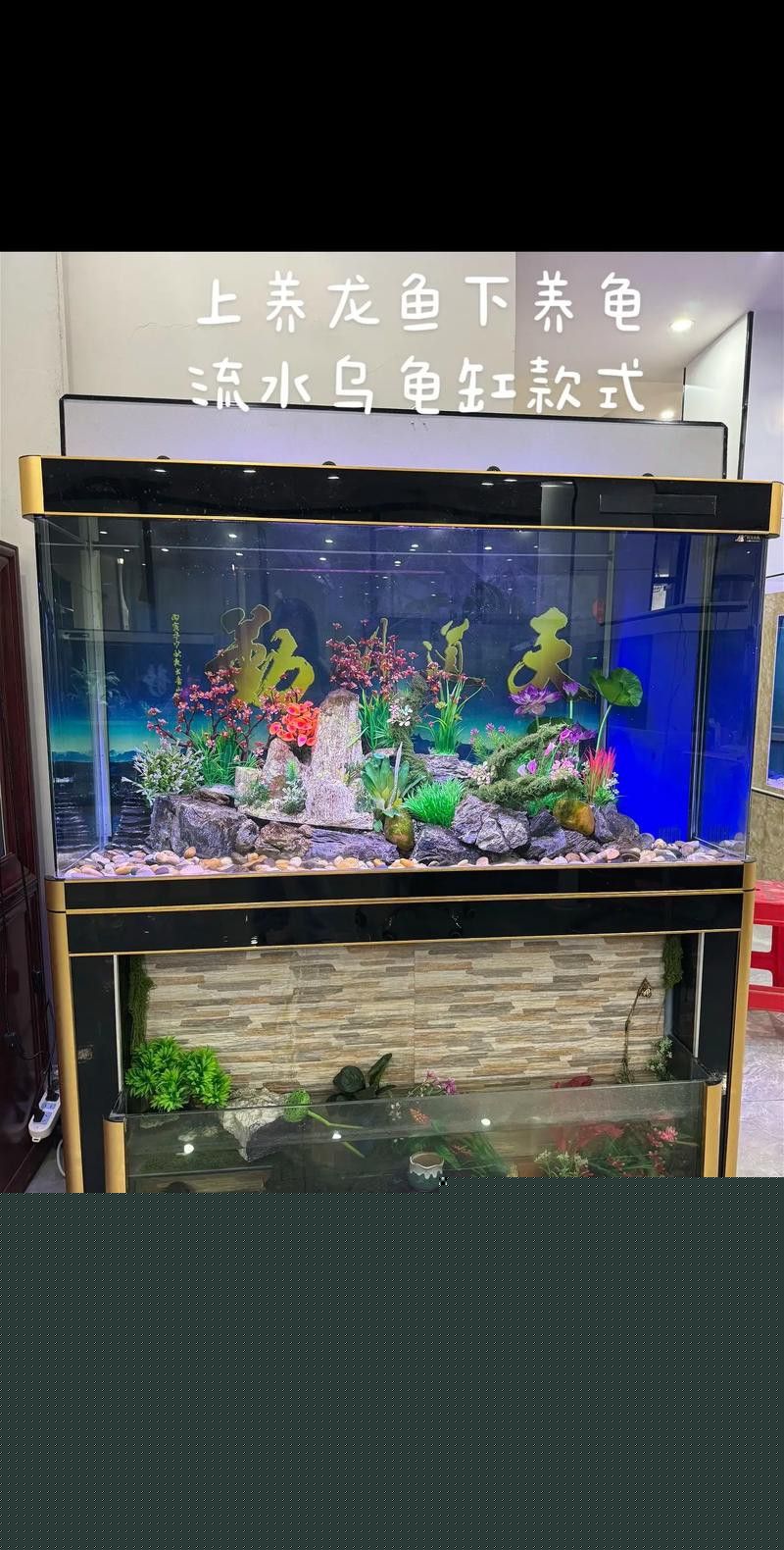 白底魚缸可以養金龍魚嗎圖片