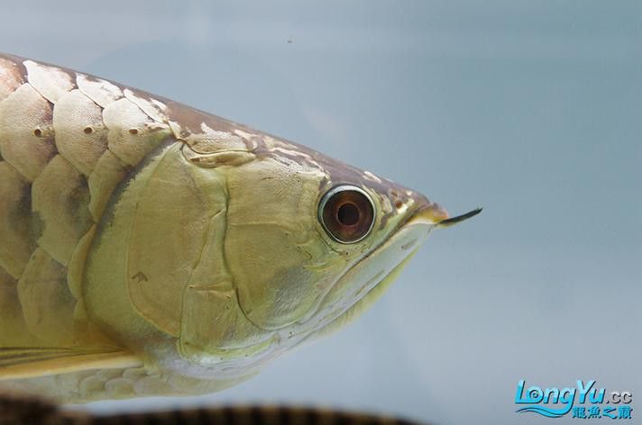 白底魚缸可以養金龍魚嗎圖片