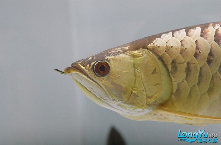 白底魚缸可以養金龍魚嗎圖片
