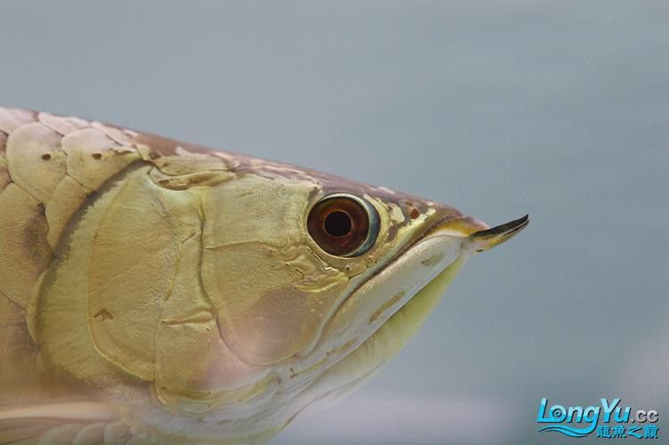 白底魚缸可以養金龍魚嗎圖片