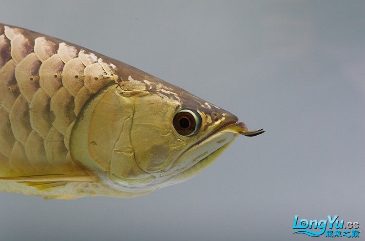 白底魚缸可以養金龍魚嗎圖片
