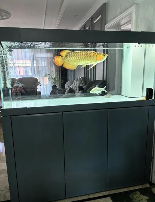 白底魚缸可以養金龍魚嗎圖片