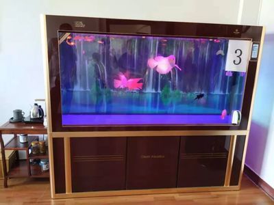 金龍魚魚缸三十三度會死嗎【如何判斷金龍魚是否因高溫死亡】