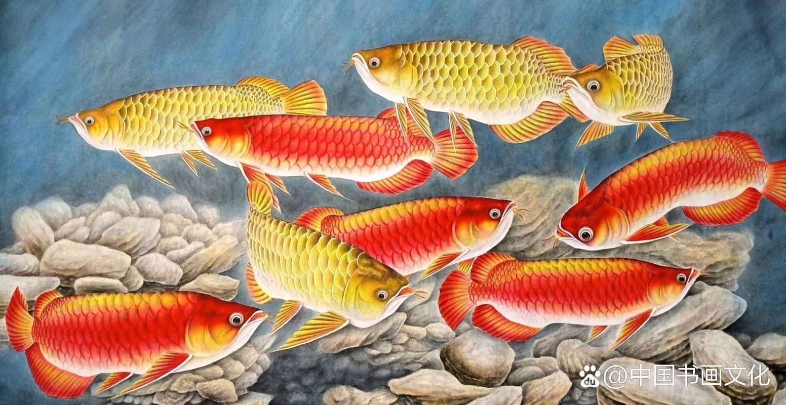 金龍魚國畫作品圖片