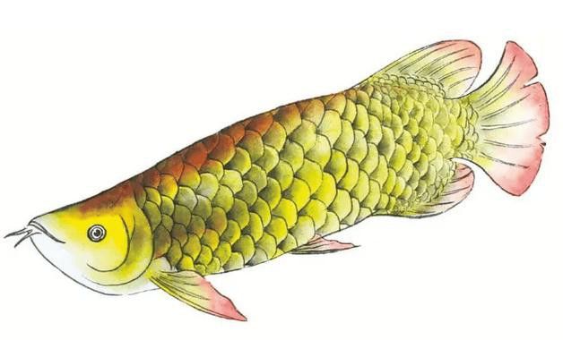金龍魚國畫作品圖片