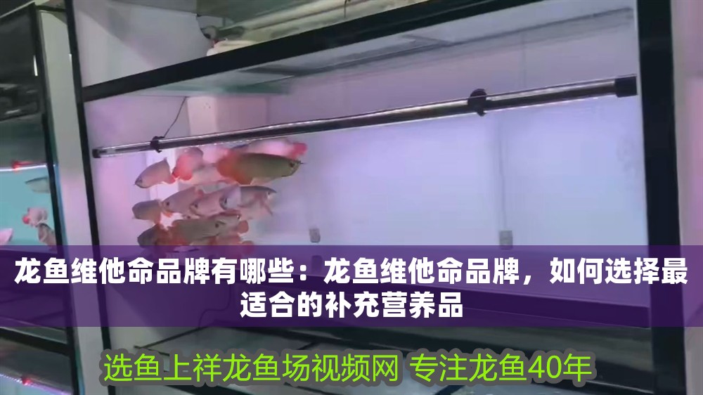 龍魚維他命品牌有哪些：龍魚維他命品牌，如何選擇最適合的補充營養品
