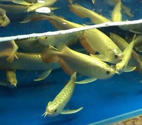 龍魚養幾條好風水最好呢：龍魚養幾條最好