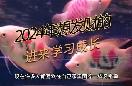 龍魚養幾條好風水最好呢：龍魚養幾條最好
