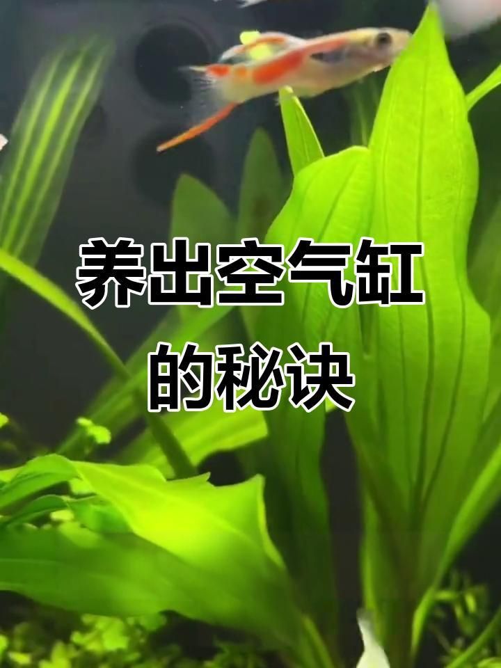 防止魚缸水渾濁的技巧