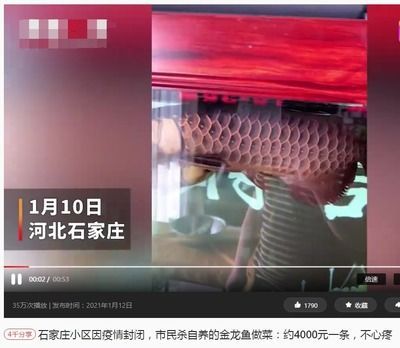 20厘米的金龍魚一天喂多少（20厘米左右的金龍魚一天吃多少？）