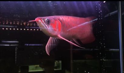 龍魚胡子撞沒了還能活嗎：龍魚胡子被撞掉了還能活嗎