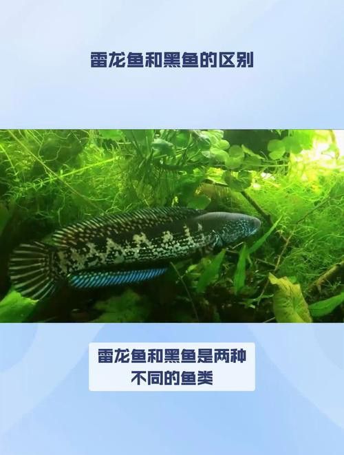 烏魚和雷龍魚的區(qū)別 烏魚和雷龍魚的區(qū)別 龍魚百科 第8張