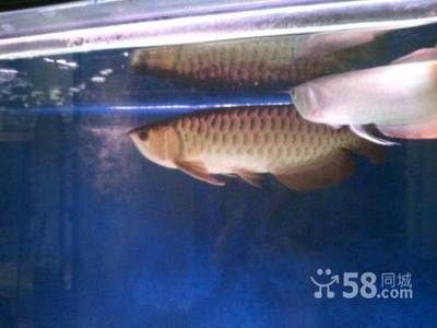 龍魚的種類及價格，紅龍魚的種類繁多，紅龍魚價格波動原因