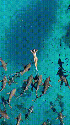 高清紅龍魚動(dòng)態(tài)壁紙有哪些