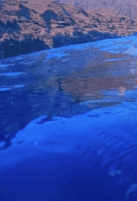 高清紅龍魚動(dòng)態(tài)壁紙有哪些