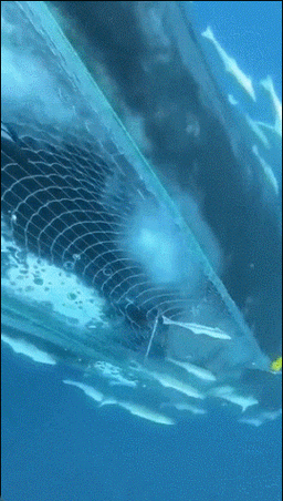 高清紅龍魚動(dòng)態(tài)壁紙有哪些