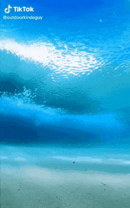 高清紅龍魚動(dòng)態(tài)壁紙有哪些