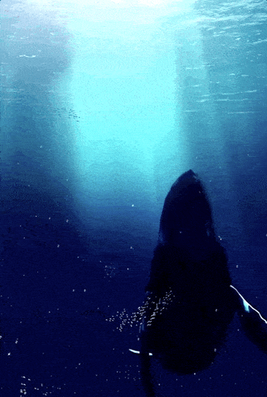 高清紅龍魚動(dòng)態(tài)壁紙有哪些