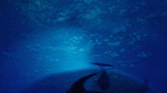 高清紅龍魚動(dòng)態(tài)壁紙有哪些