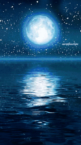 高清紅龍魚動(dòng)態(tài)壁紙有哪些