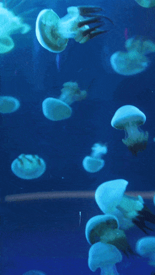 高清紅龍魚動(dòng)態(tài)壁紙有哪些