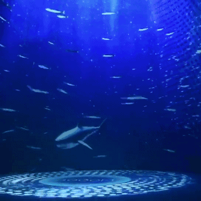 高清紅龍魚動(dòng)態(tài)壁紙有哪些