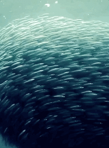 高清紅龍魚動(dòng)態(tài)壁紙有哪些