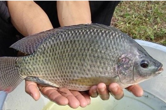 魚品種大全