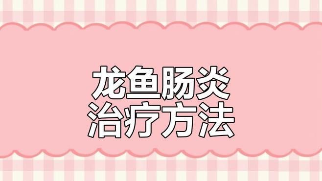 龍魚腸炎期間應該如何喂食？