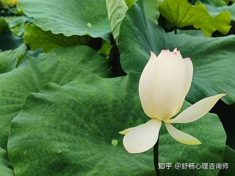 龍魚在兩性關(guān)系中如何隱喻情感？ 龍魚在兩性關(guān)系中如何隱喻情感？ 龍魚百科 第2張