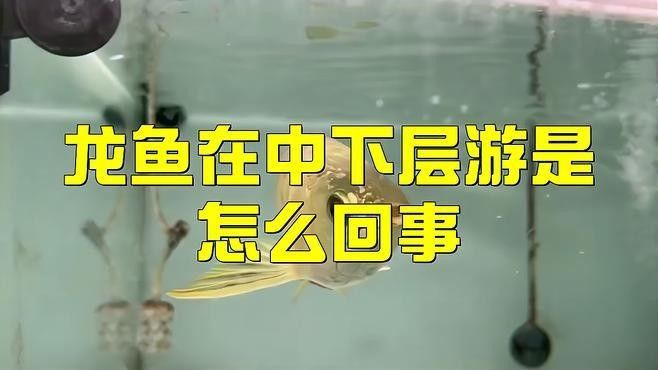 龍魚怎么老是在缸底游動