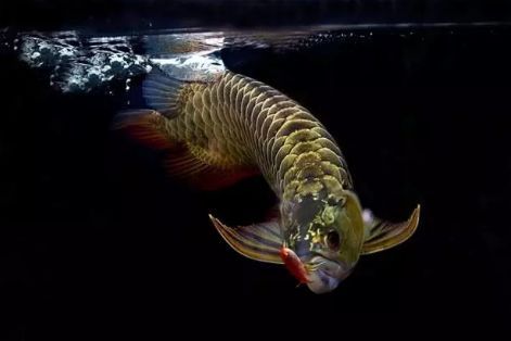 龍魚咬一口就吐不吃食了：為什么龍魚咬一口就吐不吃食