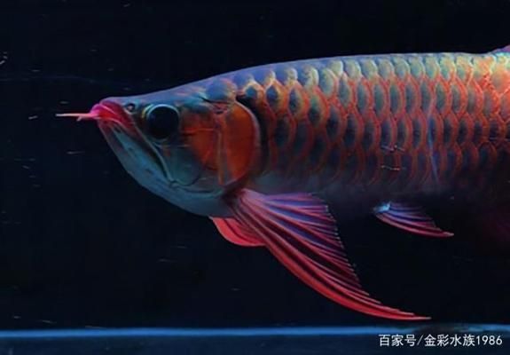 龍魚咬一口就吐不吃食了：為什么龍魚咬一口就吐不吃食