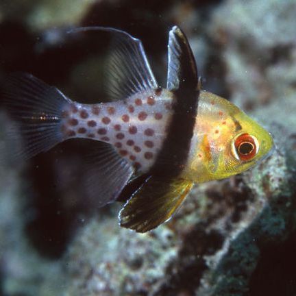 玫瑰鯽魚是冷水魚嗎