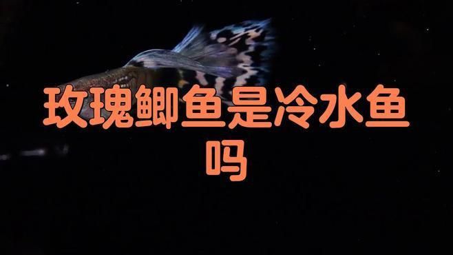 玫瑰鯽魚是冷水魚嗎