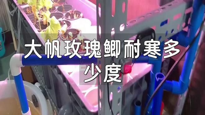 玫瑰鯽魚是冷水魚嗎