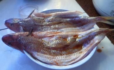 龍魚(yú)肉好吃嗎：如何挑選新鮮龍魚(yú) 龍魚(yú)肉好吃嗎：如何挑選新鮮龍魚(yú) 龍魚(yú)百科 第3張