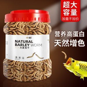龍魚可以一直喂大麥蟲給好嗎？：龍魚可以一直喂大麥蟲嗎，