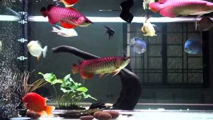 龍魚能和熱帶魚混養嗎（龍魚與熱帶魚可以混養嗎？）