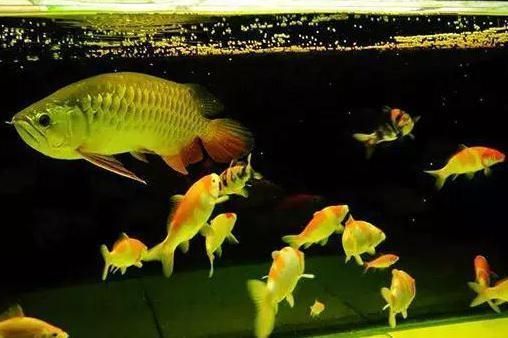 龍魚能和熱帶魚混養嗎（龍魚與熱帶魚可以混養嗎？）