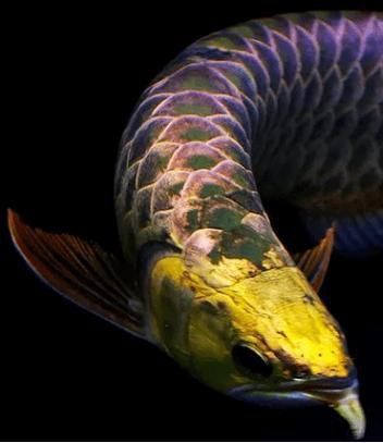 龍魚變態炸鱗圖片