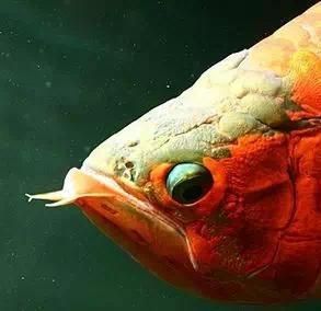 龍魚變態炸鱗圖片