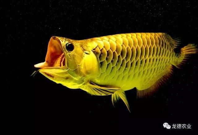 龍魚變態炸鱗圖片