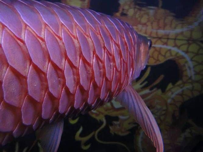 龍魚變態炸鱗圖片