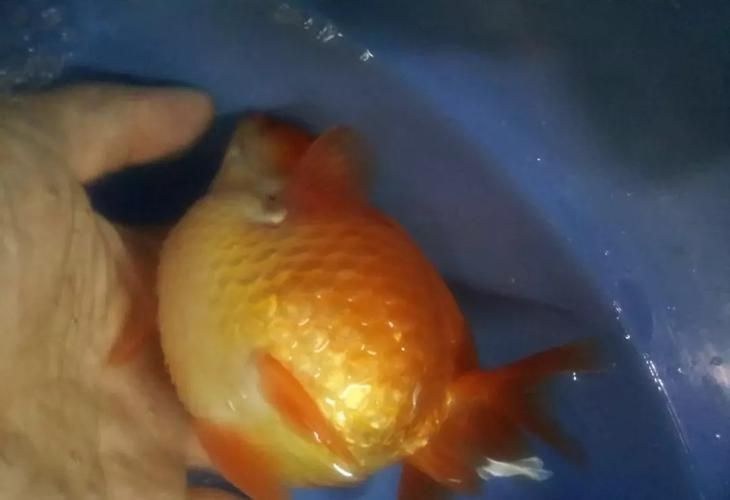 龍魚變態炸鱗圖片