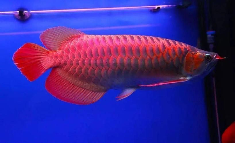龍魚變態炸鱗圖片