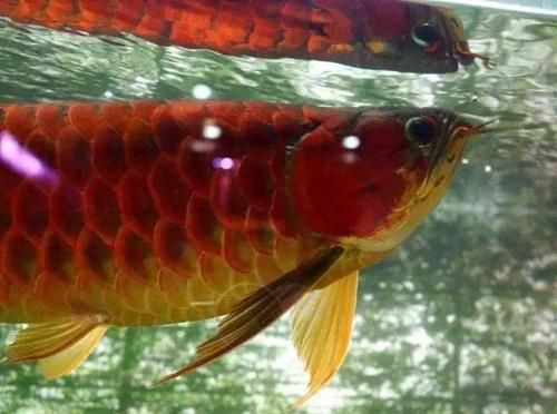 龍魚變態炸鱗圖片