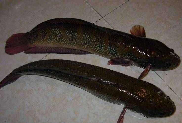 龍魚變態炸鱗圖片